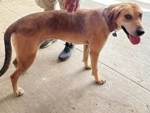 Bonnie, a Adopted mixed breed in Novelty, OH image 3/6