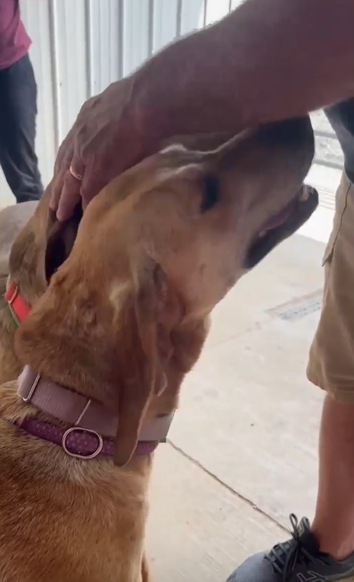 Bonnie, a Adopted mixed breed in Novelty, OH image 4/6