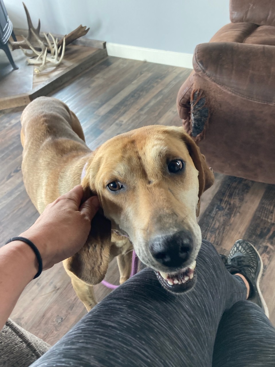 Bonnie, a Adopted mixed breed in Novelty, OH image 5/6