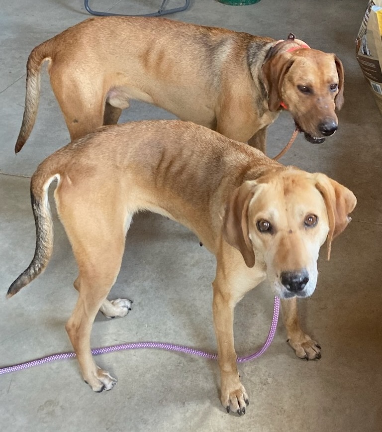 Bonnie, a Adopted mixed breed in Novelty, OH image 6/6