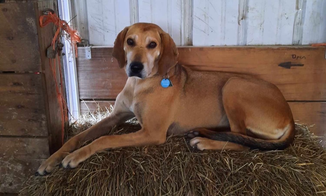 Bonnie, a Adopted mixed breed in Novelty, OH image 1/6