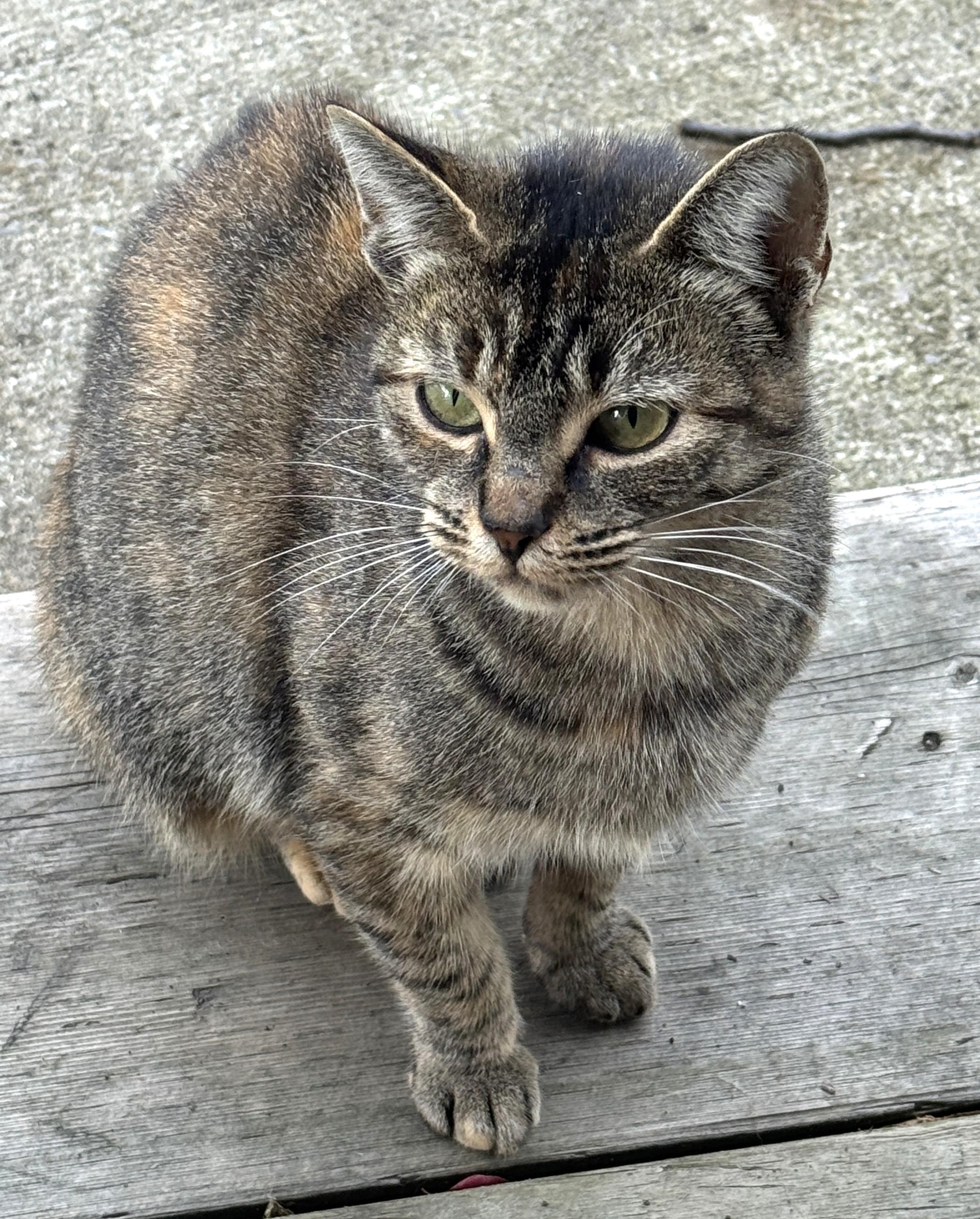 Daisy, Adoptable, Adult Female Torbie.