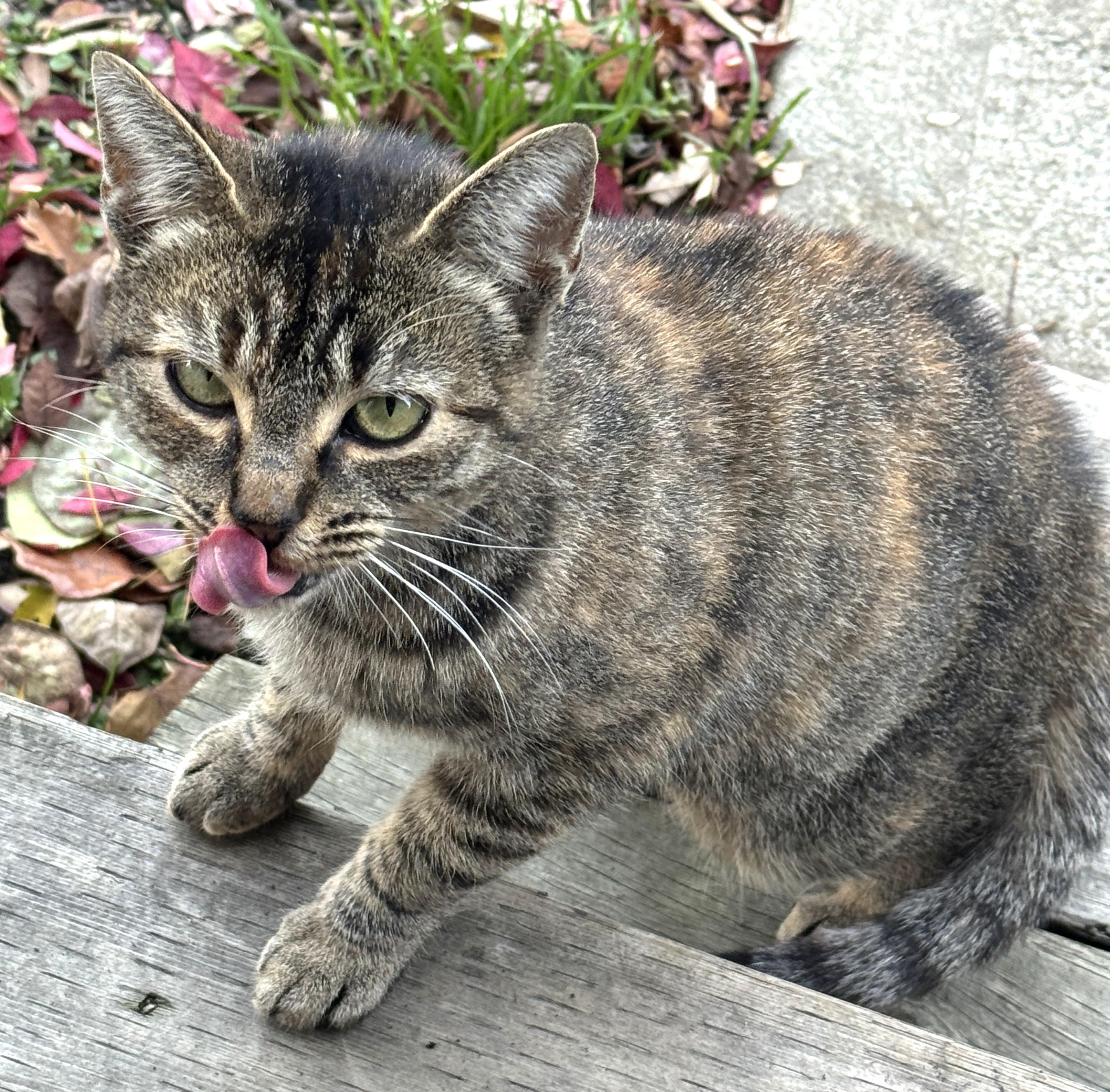 Enlarge Daisy, a Adoptable Torbie in Stoney Creek, ON image 2/2