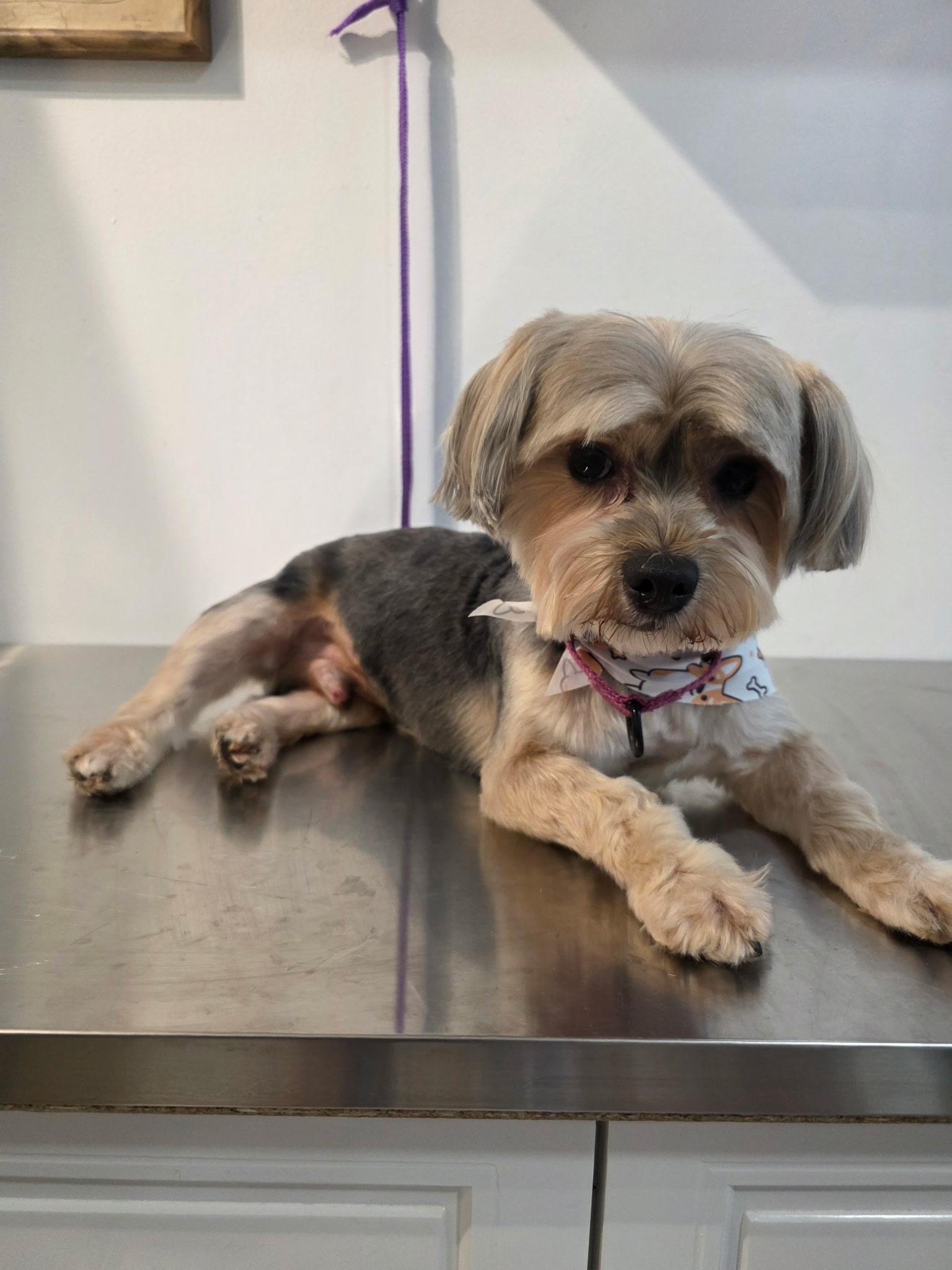 KING, ADOPTABLE, Adult Male Yorkshire Terrier & Maltese.