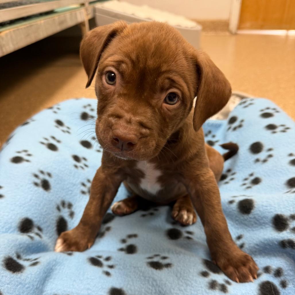 Thistle, Adoptable, Puppy Male Mixed Breed.