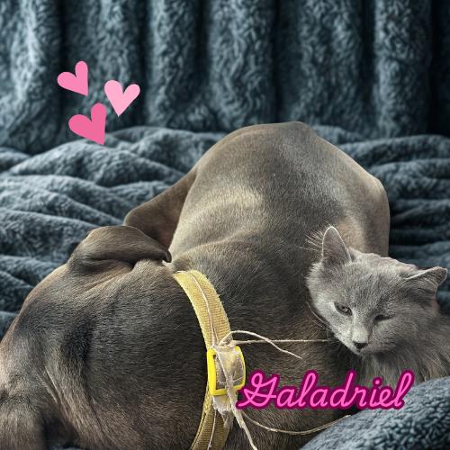 Enlarge Galadriel — A Gentle Soul With a Quiet Kind of Love, a Adoptable Nebelung in Laurel, MD image 2/5