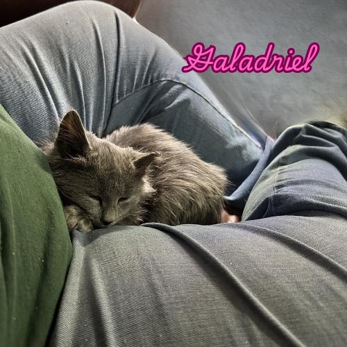 Enlarge Galadriel — A Gentle Soul With a Quiet Kind of Love, a Adoptable Nebelung in Laurel, MD image 4/5