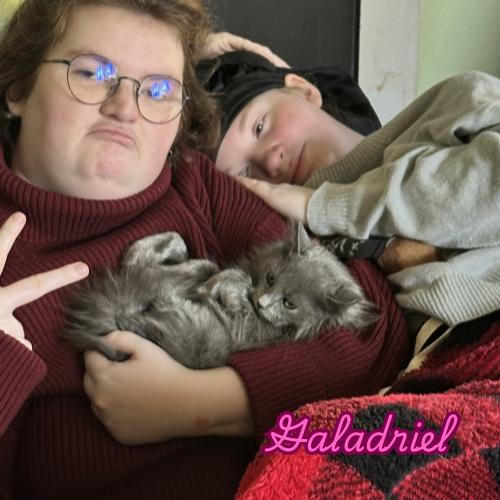 Enlarge Galadriel — A Gentle Soul With a Quiet Kind of Love, a Adoptable Nebelung in Laurel, MD image 5/5