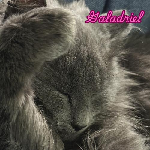 Enlarge Galadriel — A Gentle Soul With a Quiet Kind of Love, a Adoptable Nebelung in Laurel, MD image 3/5
