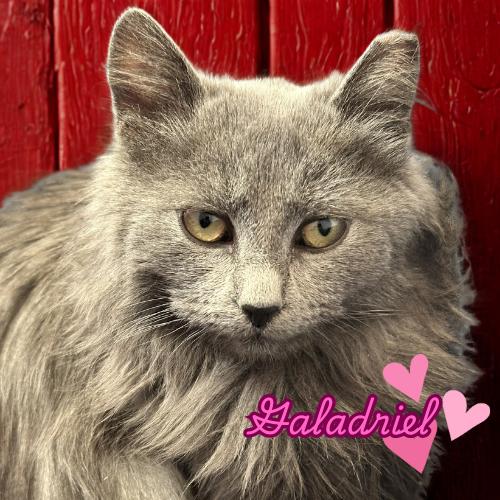 Enlarge Galadriel — A Gentle Soul With a Quiet Kind of Love, a Adoptable Nebelung in Laurel, MD image 1/5