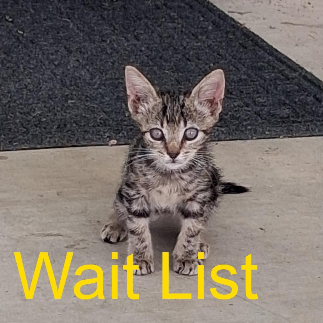 Iris, Adoptable, Kitten Female Domestic Short Hair.
