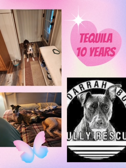 Enlarge Tequila, a Adoptable American Staffordshire Terrier in Roaring Spring, PA image 1/1