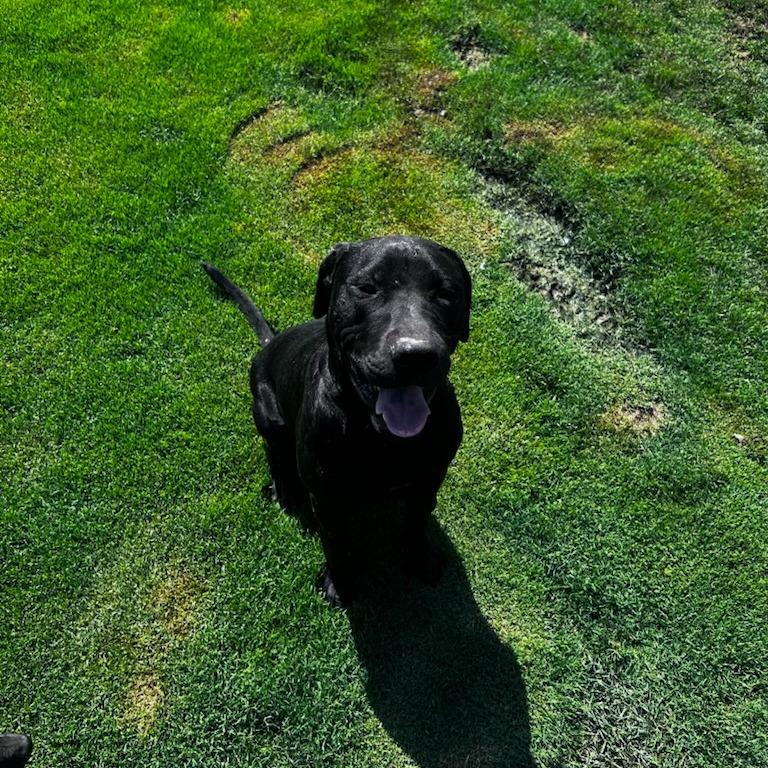 Shadow, Adoptable, Young Male Black Labrador Retriever & Pit Bull Terrier.