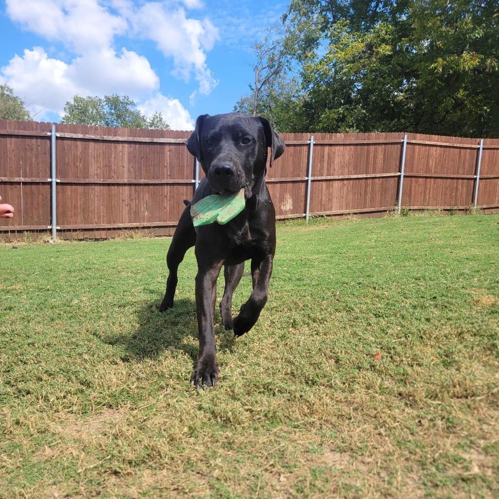 Enlarge Shadow, a Adoptable mixed breed in Waco, TX image 2/3