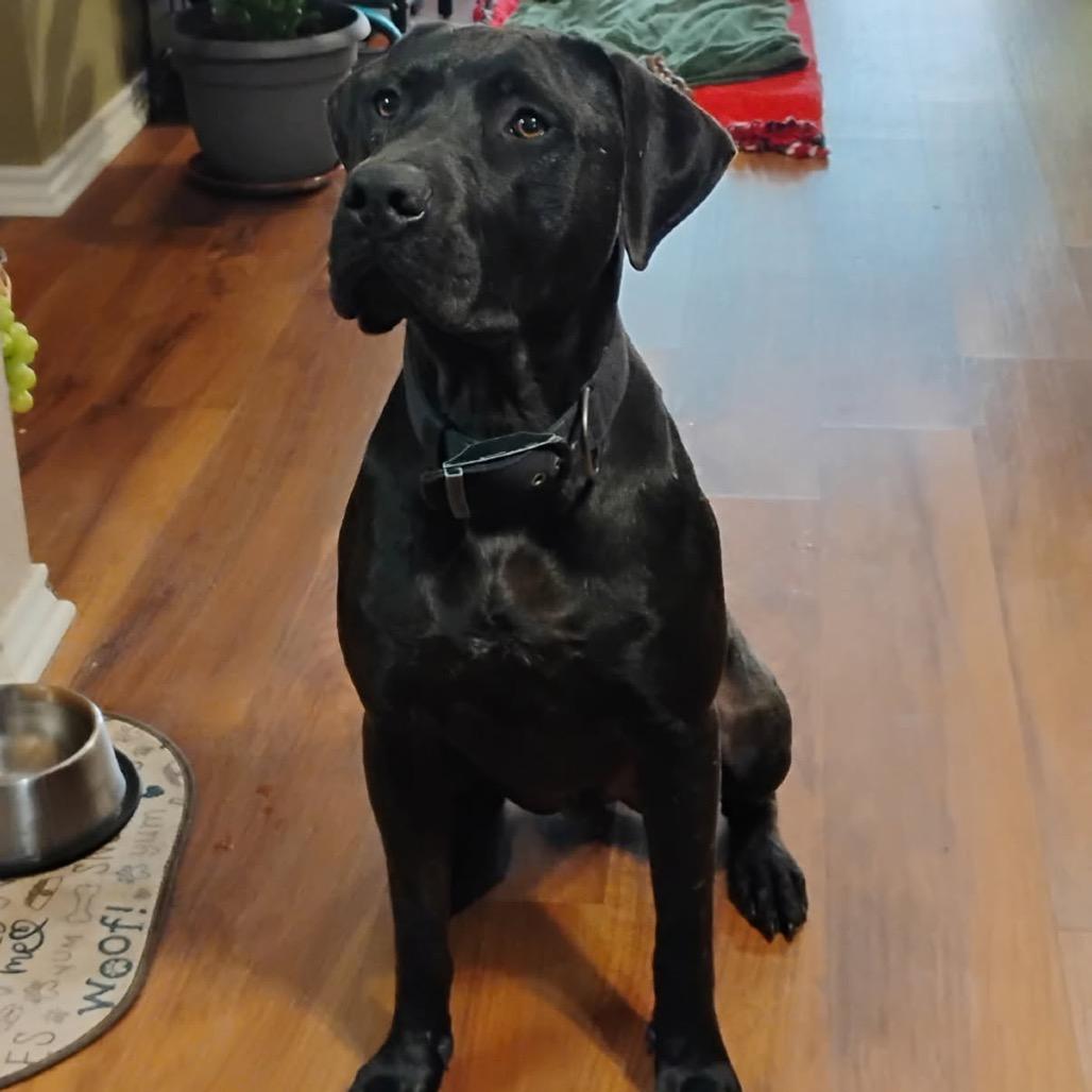 Enlarge Shadow, a Adoptable mixed breed in Waco, TX image 3/3