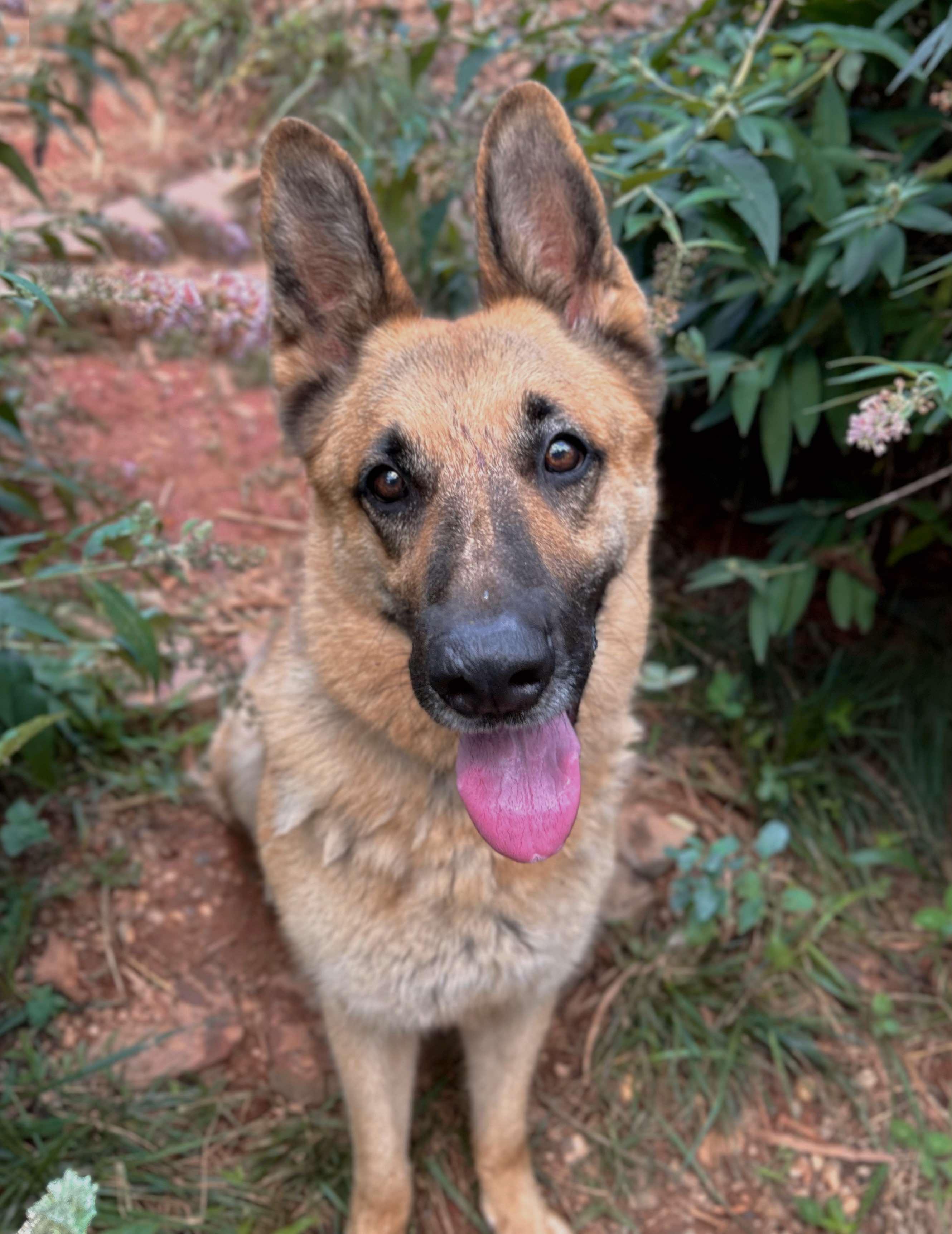 Enlarge Phoenix, a Adoptable German Shepherd Dog in Rutherfordton, NC image 2/3