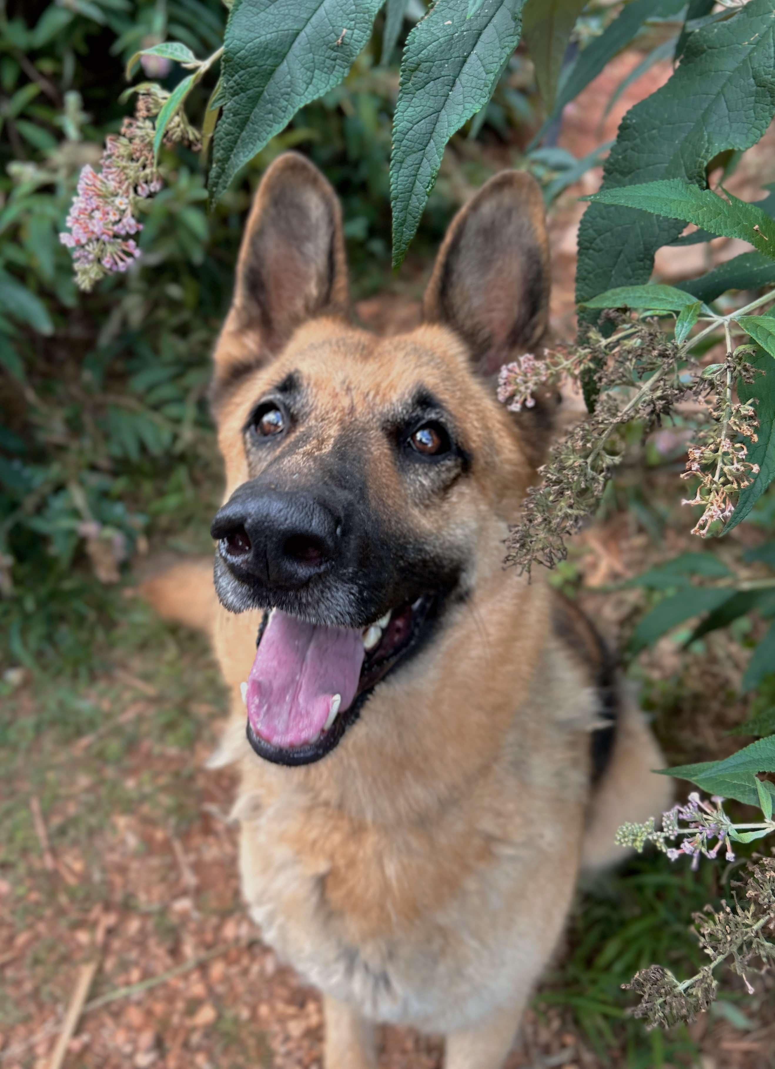 Enlarge Phoenix, a Adoptable German Shepherd Dog in Rutherfordton, NC image 3/3