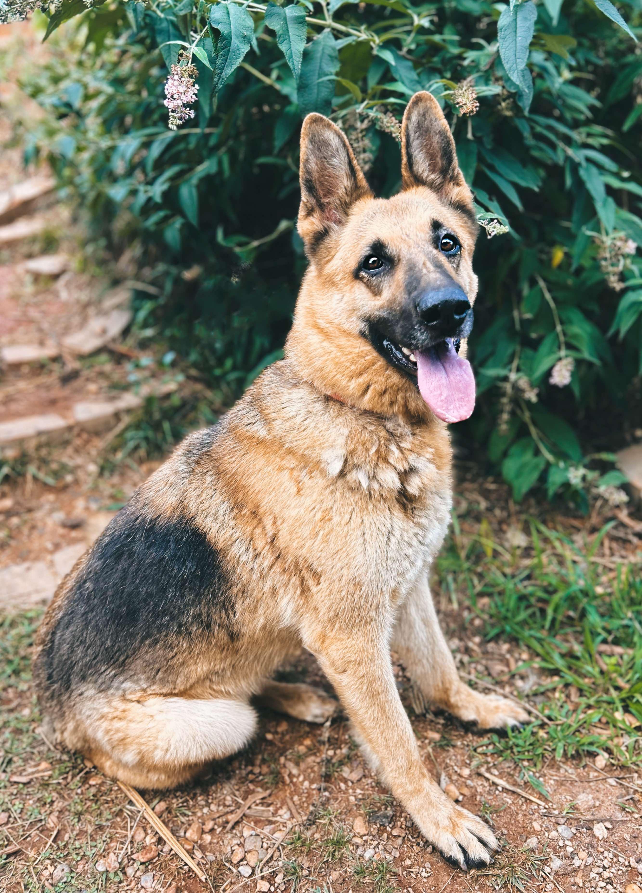 Enlarge Phoenix, a Adoptable German Shepherd Dog in Rutherfordton, NC image 1/3