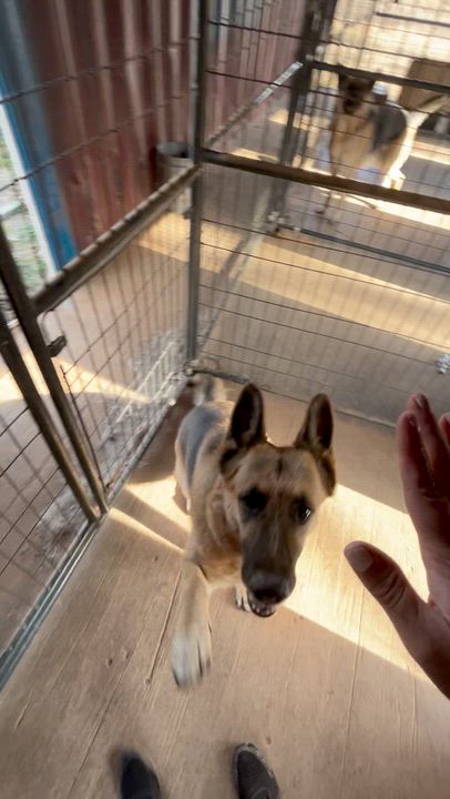 Enlarge Phoenix, a Adoptable German Shepherd Dog in Rutherfordton, NC video 4/4