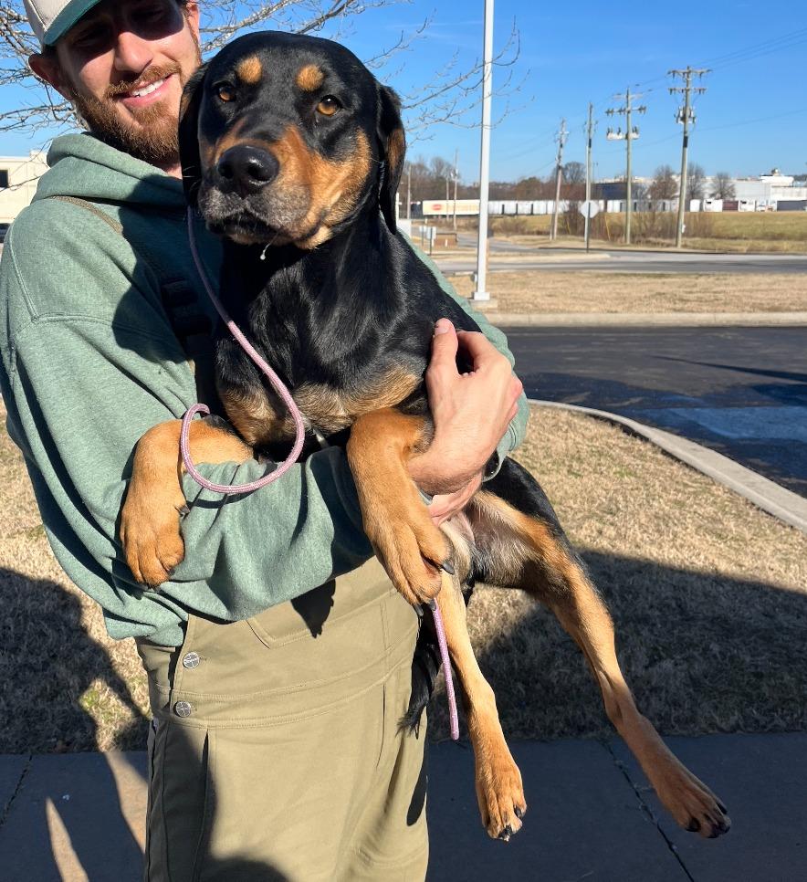 Enlarge Bonnie, a Adoptable mixed breed in Fayetteville, AR image 1/6