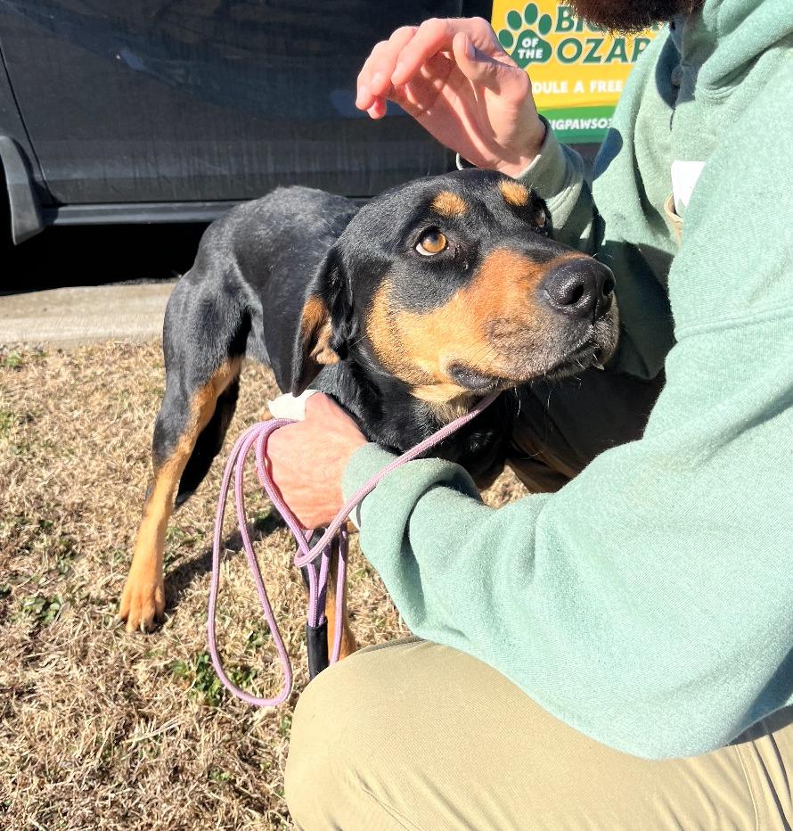 Enlarge Bonnie, a Adoptable mixed breed in Fayetteville, AR image 2/6