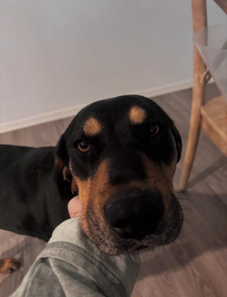 Enlarge Bonnie, a Adoptable mixed breed in Fayetteville, AR image 3/6