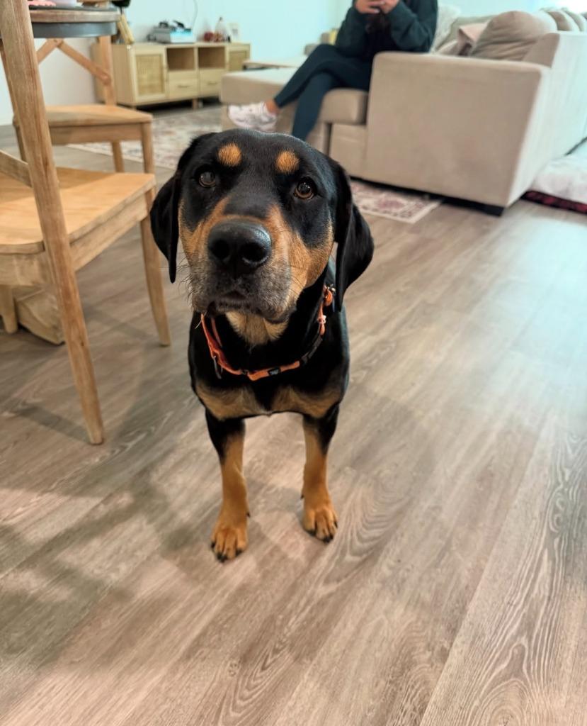 Enlarge Bonnie, a Adoptable mixed breed in Fayetteville, AR image 4/6