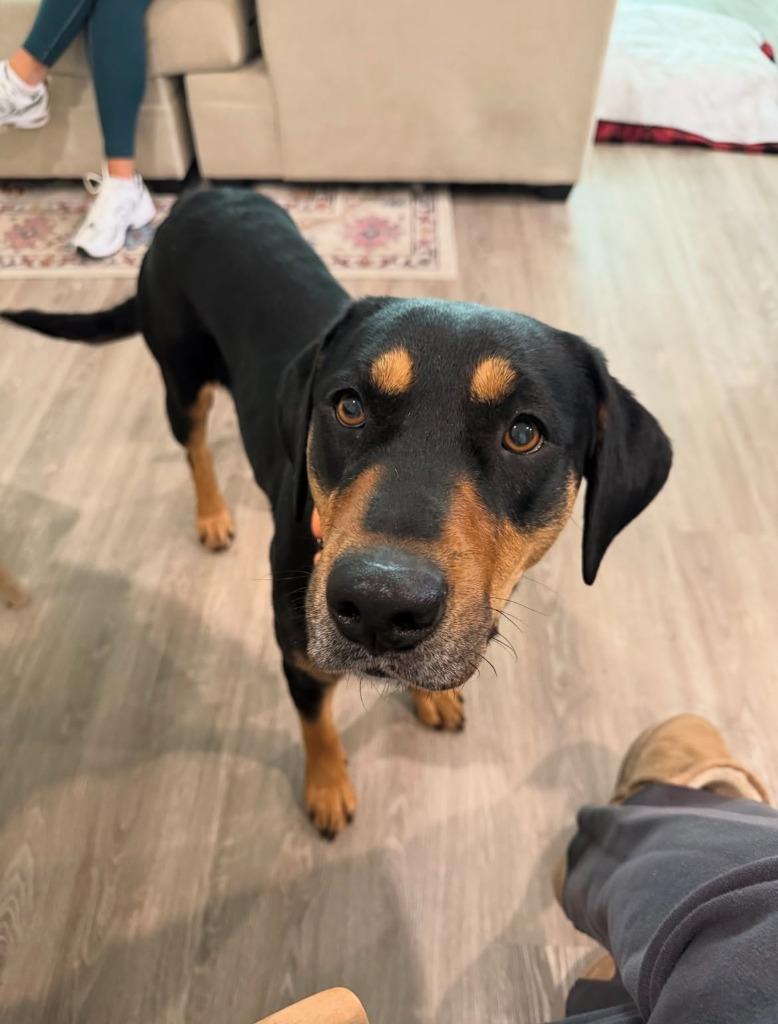 Enlarge Bonnie, a Adoptable mixed breed in Fayetteville, AR image 5/6