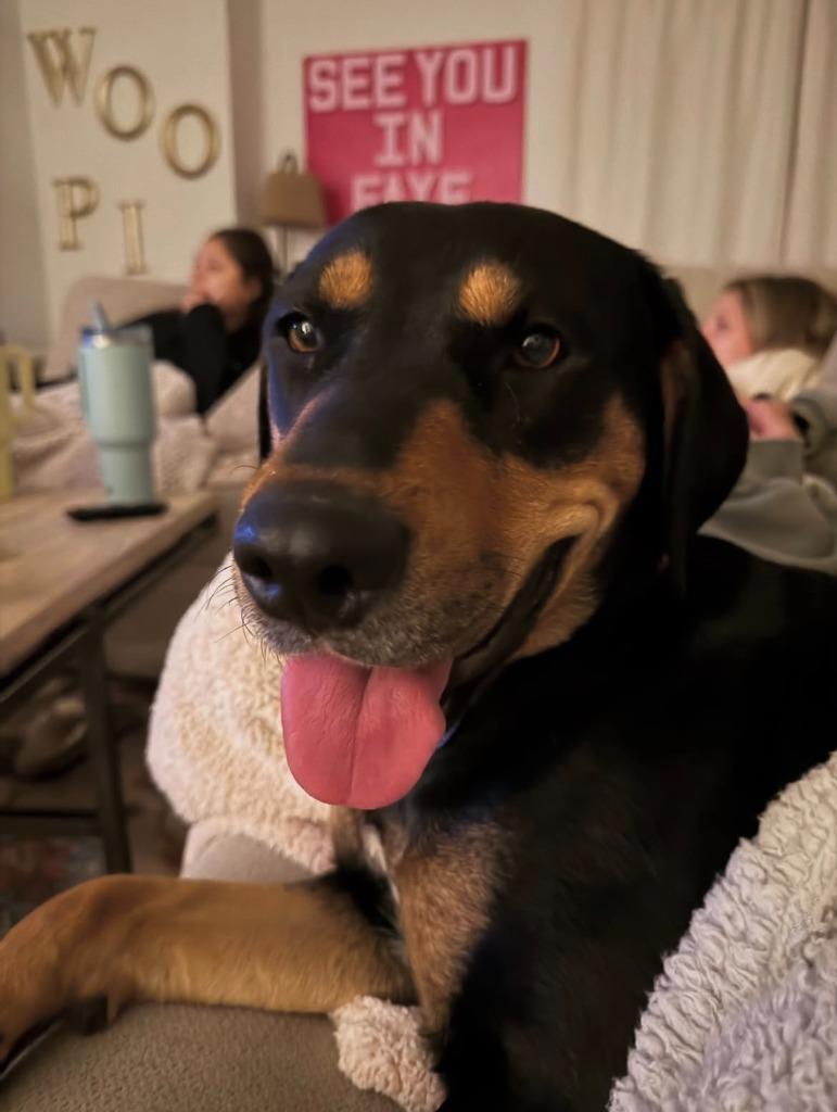 Enlarge Bonnie, a Adoptable mixed breed in Fayetteville, AR image 6/6