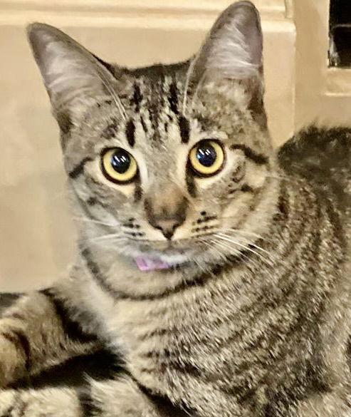 Pippa, a Adoptable mixed breed in Antioch, CA image 1/2