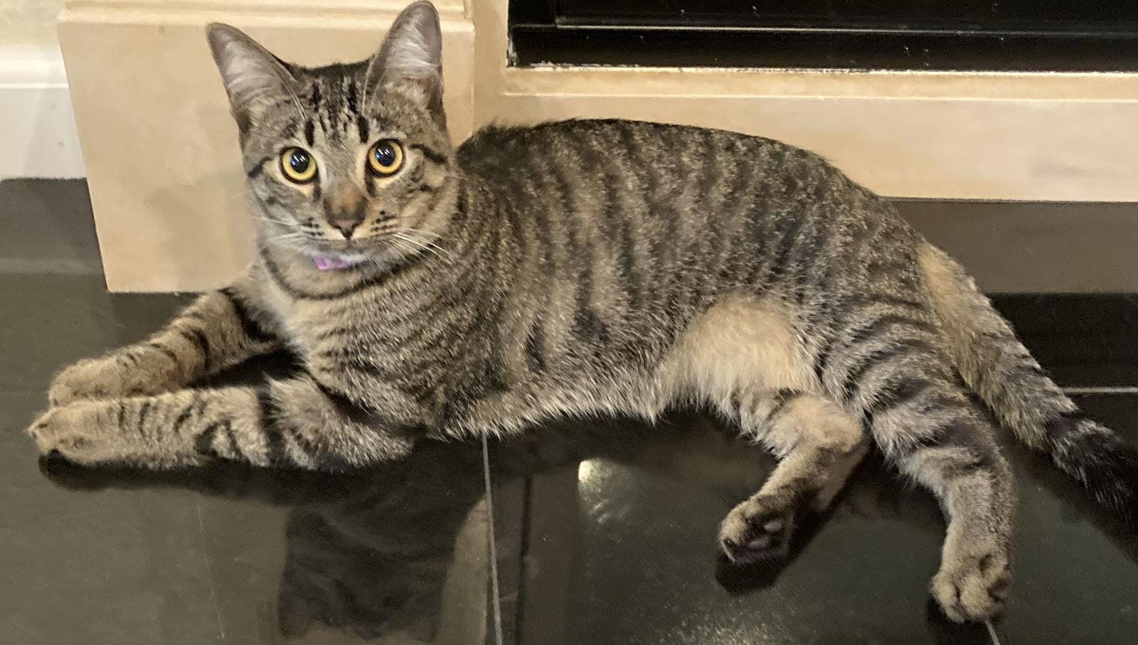 Pippa, a Adoptable mixed breed in Antioch, CA image 2/2