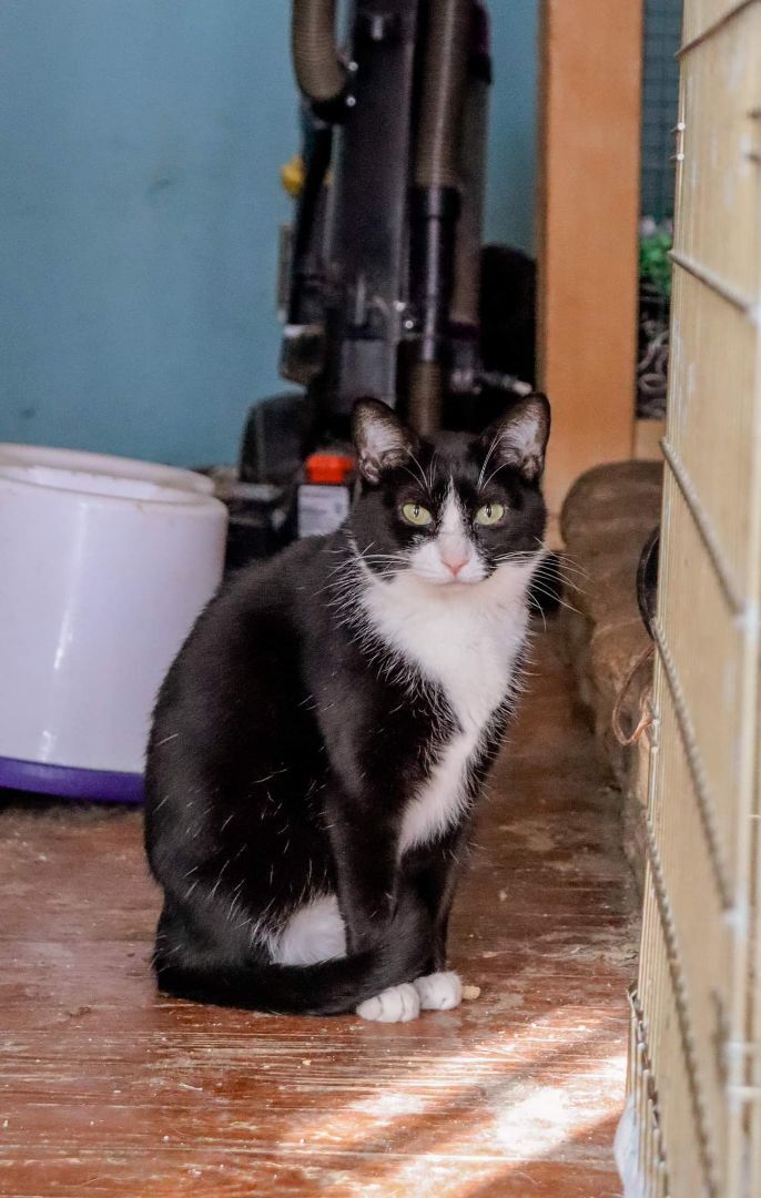 Sissy, a Adoptable Tuxedo in Cosby, TN image 1/6