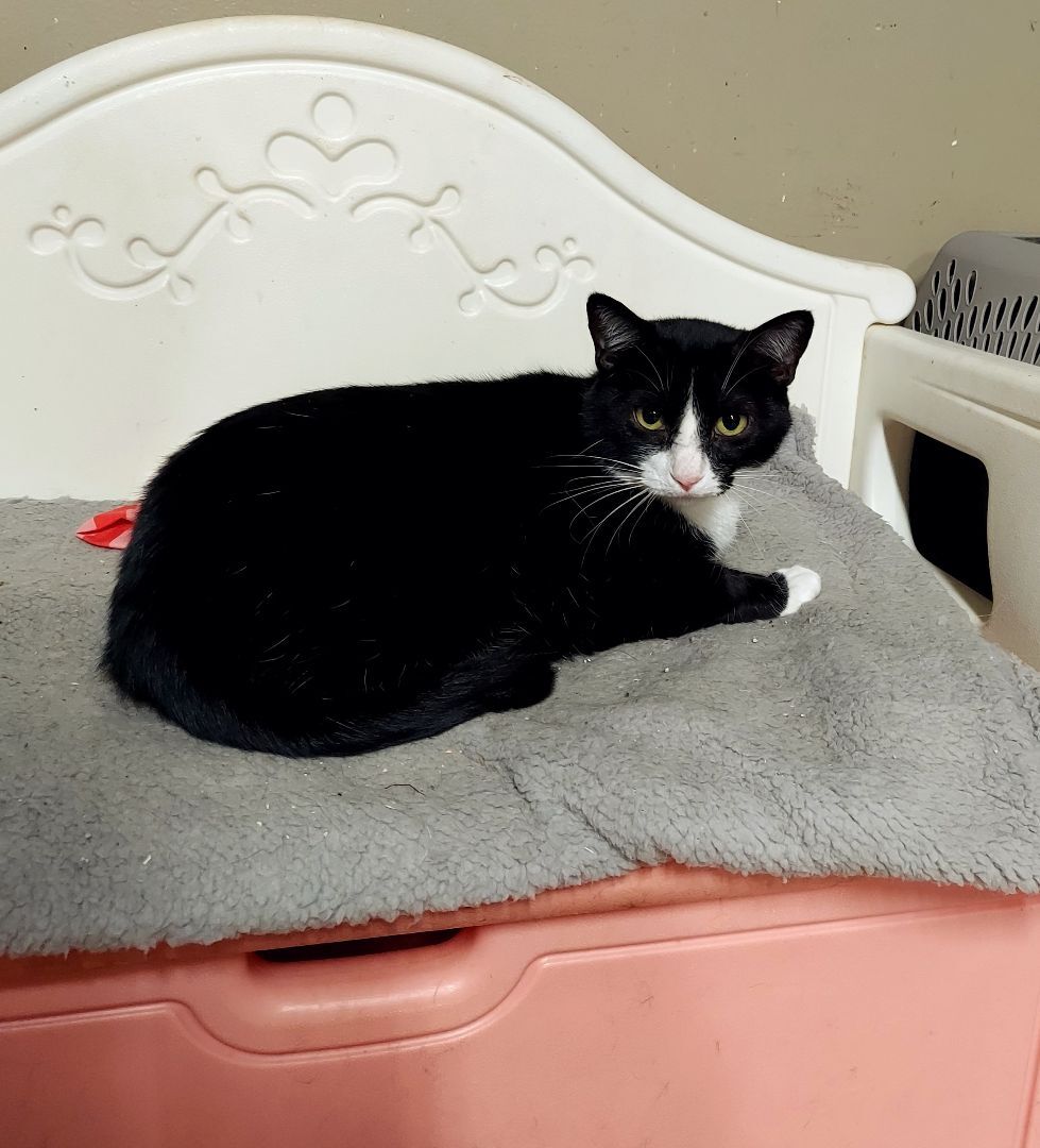 Sissy, a Adoptable Tuxedo in Cosby, TN image 2/6