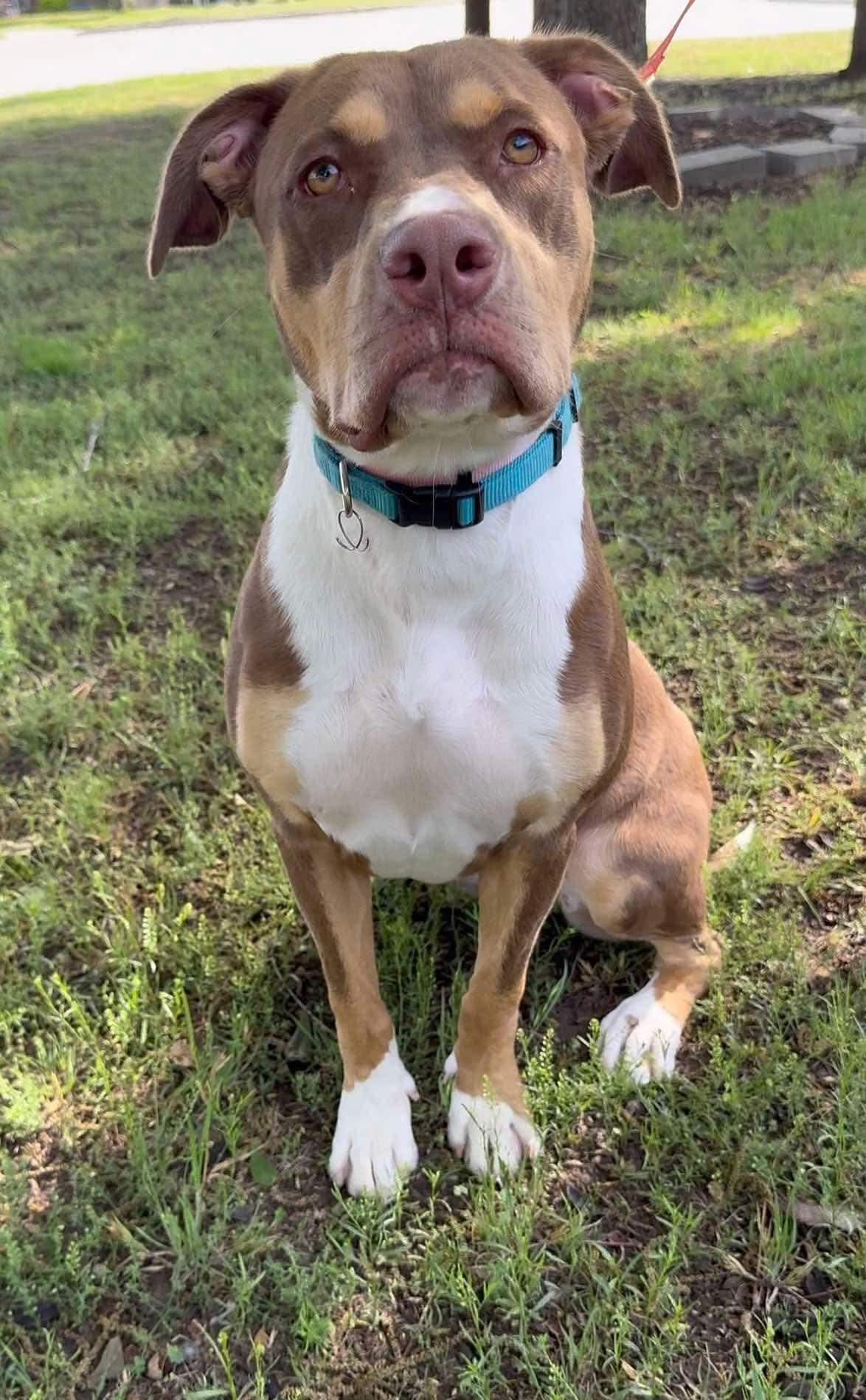 Millie, a ADOPTABLE mixed breed in Riverside, IA image 2/3
