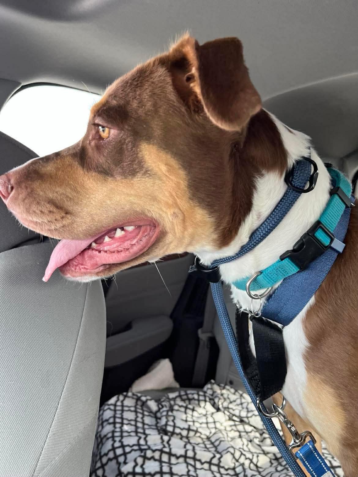 Millie, a ADOPTABLE mixed breed in Riverside, IA image 3/3