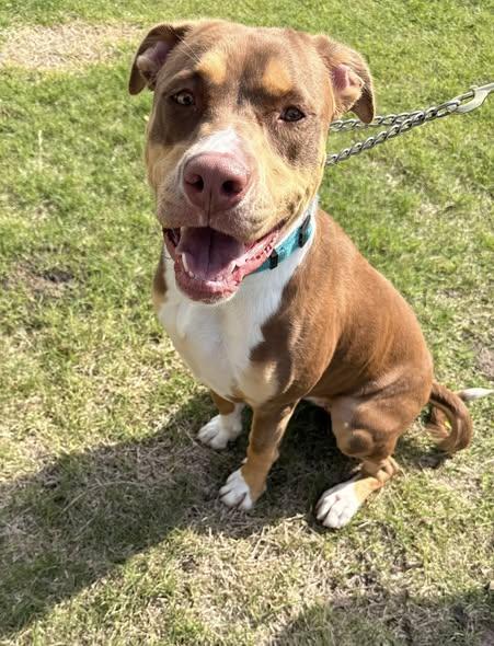 Millie, a ADOPTABLE mixed breed in Riverside, IA image 1/3