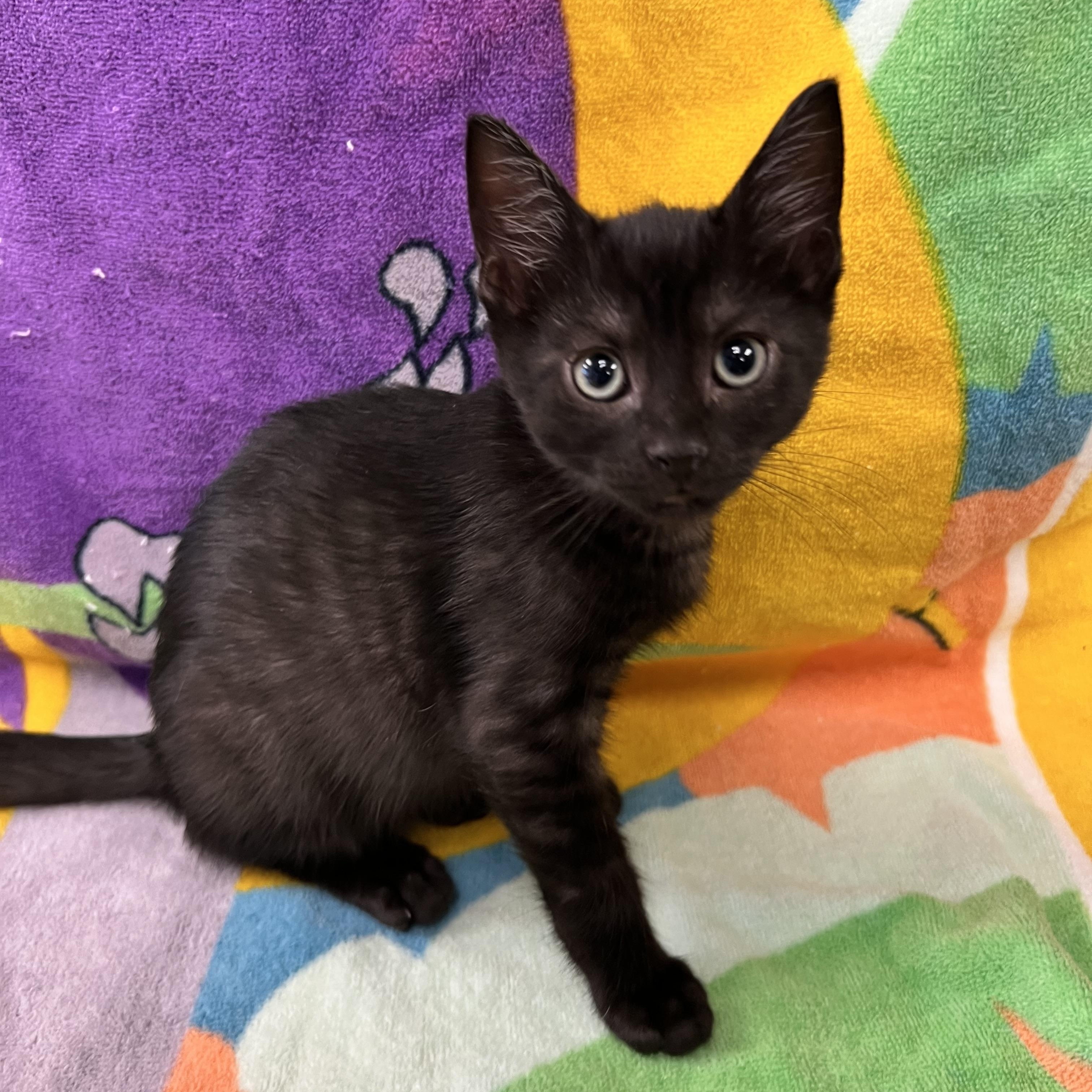 Gamora, adopted, Young Female Domestic Short Hair.