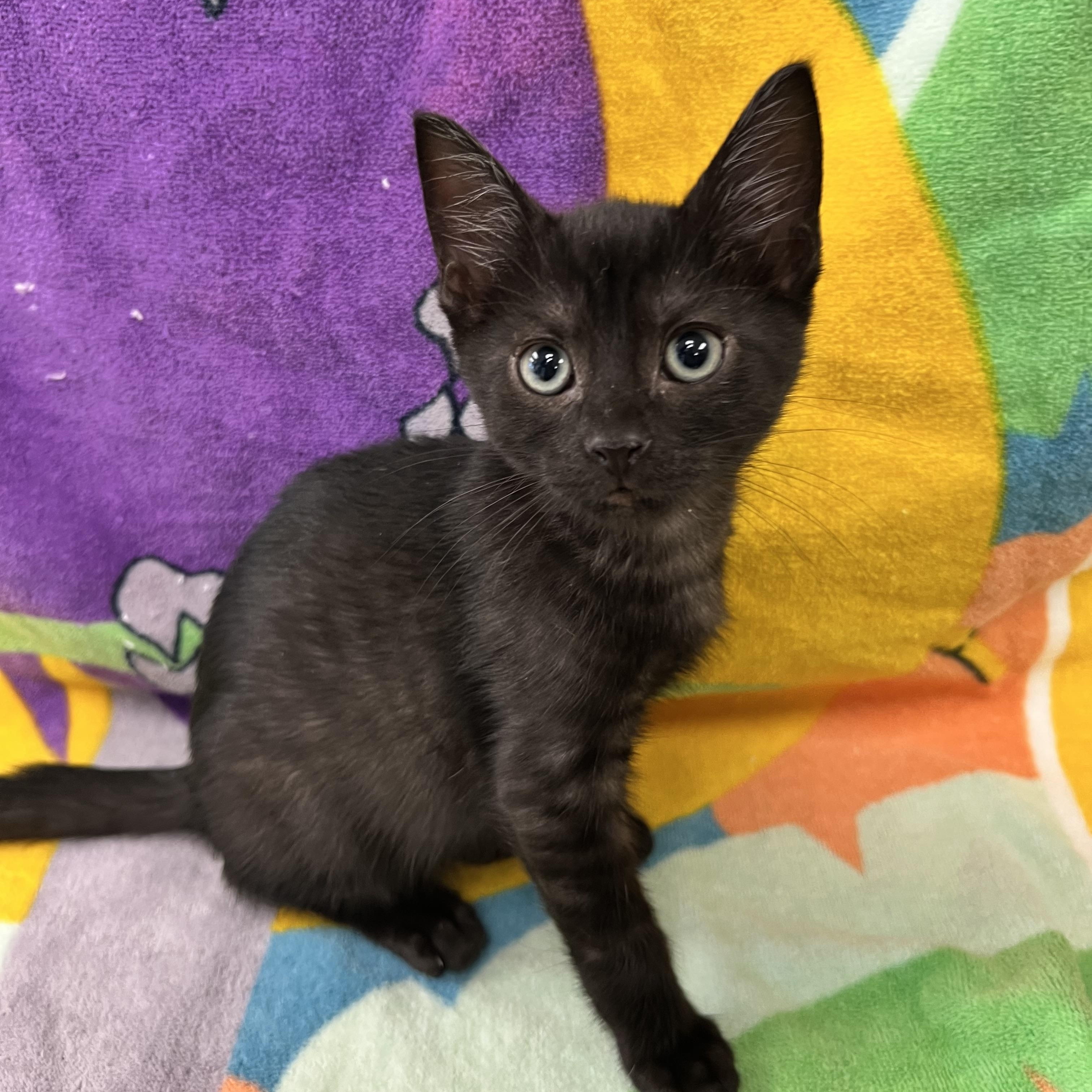 Gamora, an adopted Domestic Short Hair in Bear, DE image 2/2