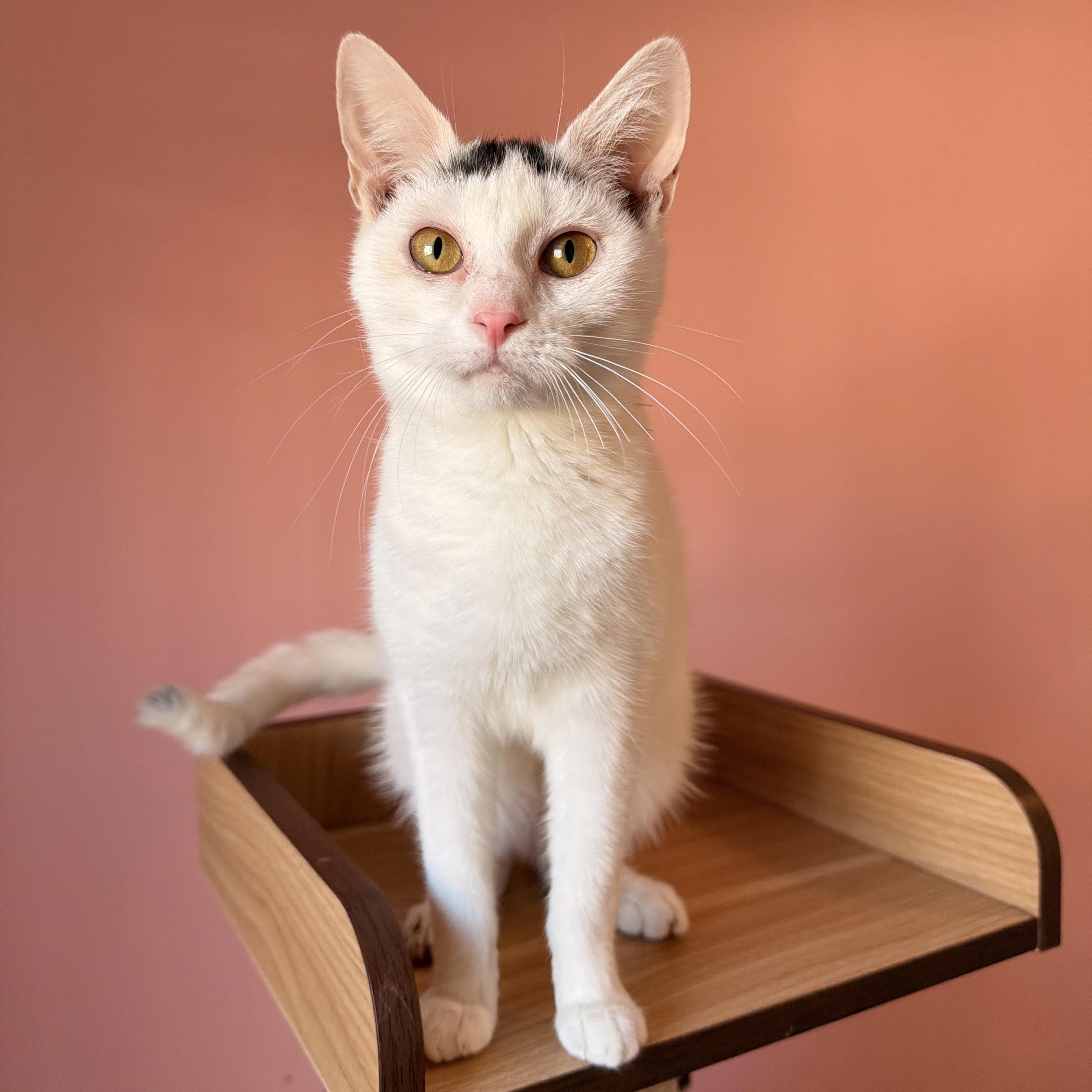SPROUT, an adoptable Domestic Short Hair in New York, NY image 1/3