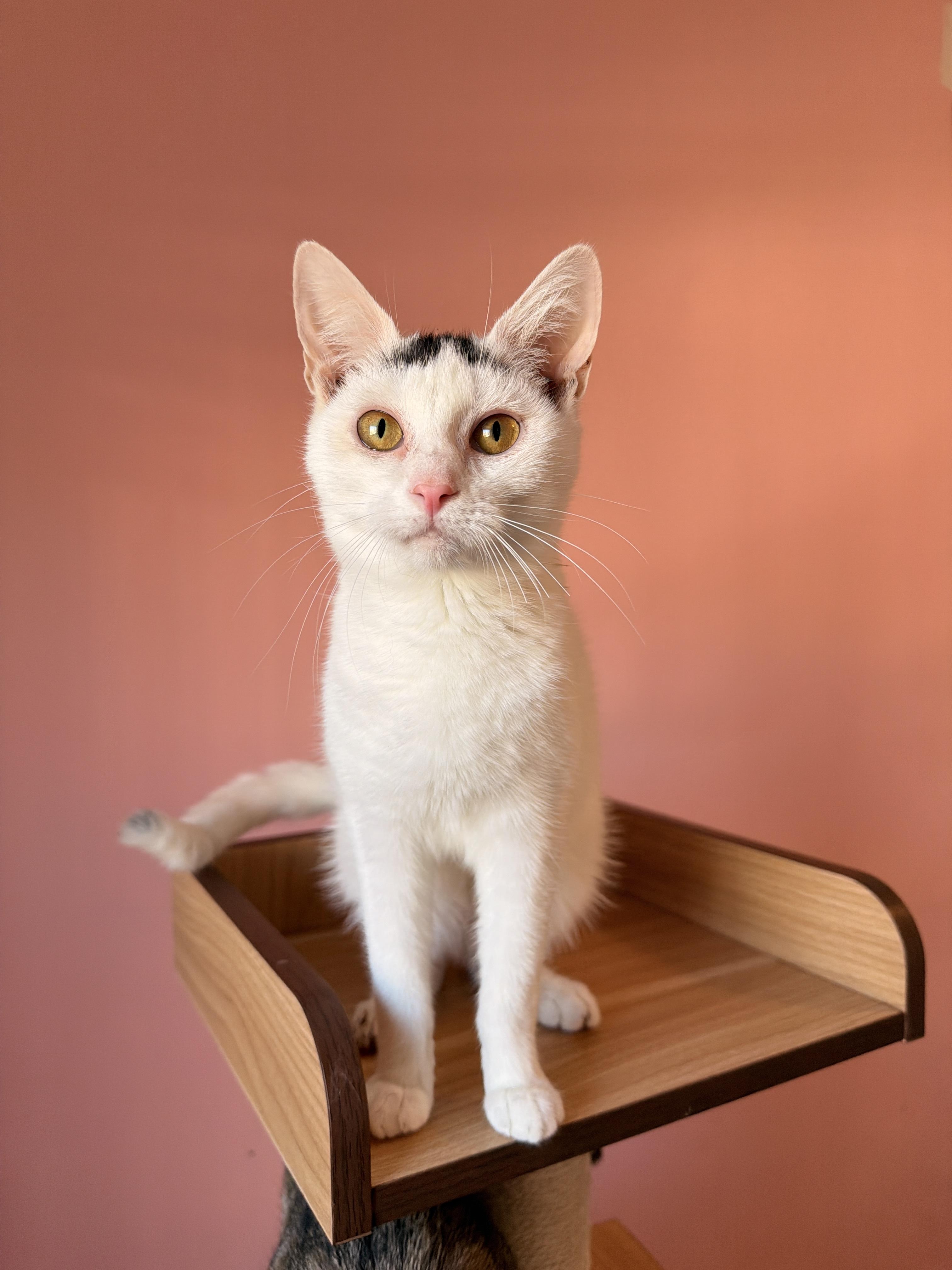 Enlarge SPROUT, an adoptable Domestic Short Hair in New York, NY image 1/3