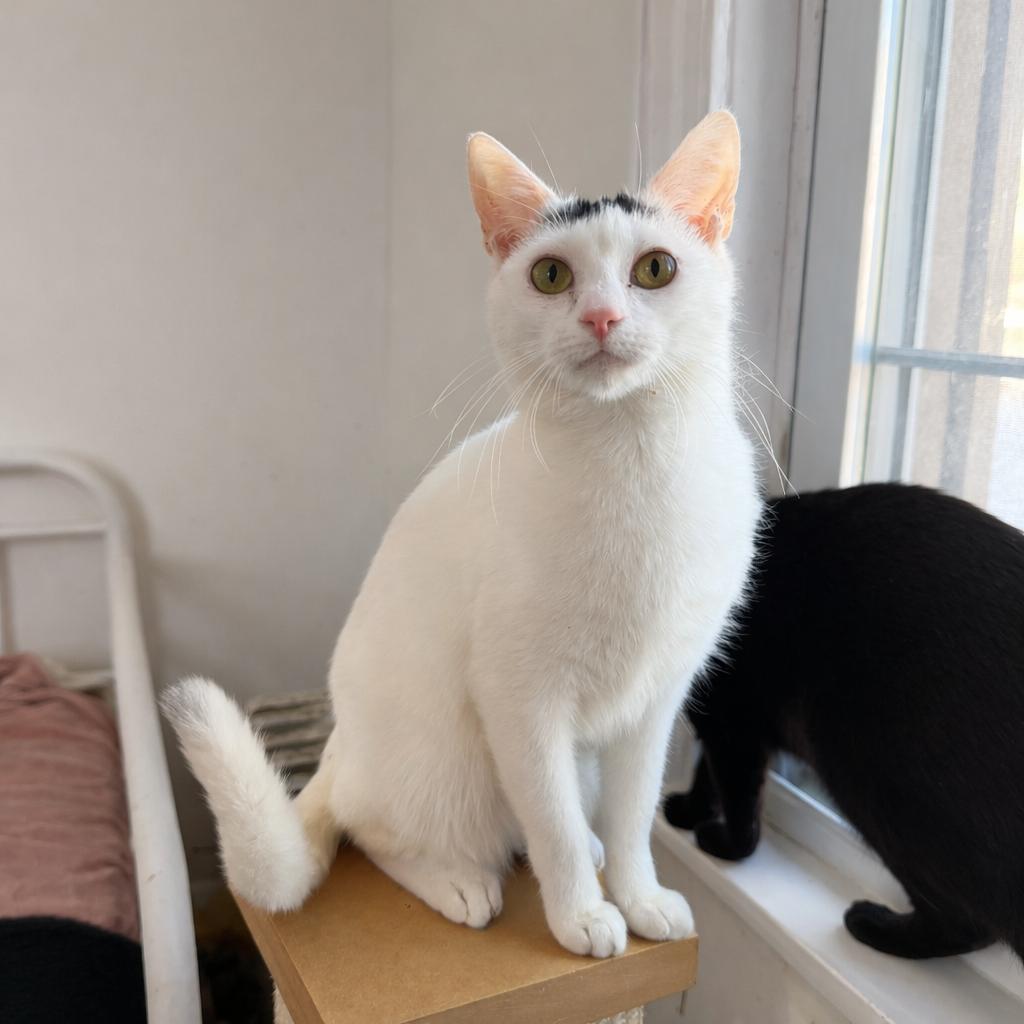 SPROUT, adoptable, Kitten Male Domestic Short Hair.