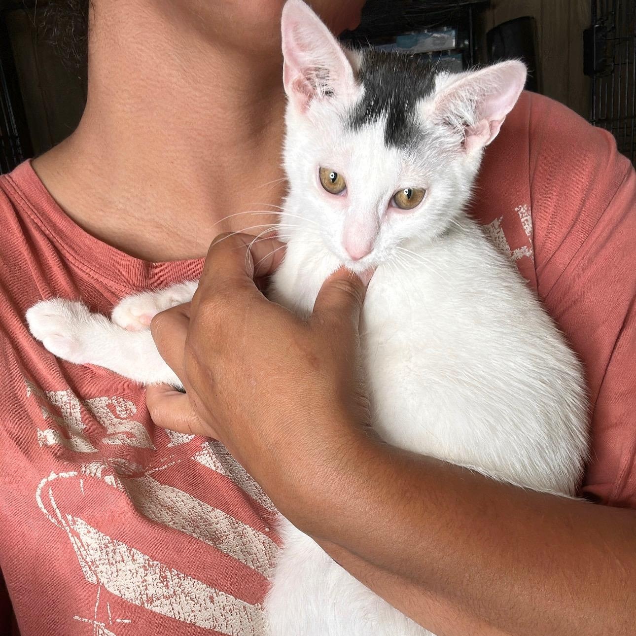 Enlarge SPROUT, an adoptable Domestic Short Hair in New York, NY image 2/3