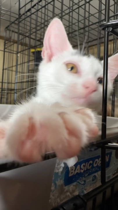 Enlarge SPROUT, an adoptable Domestic Short Hair in New York, NY video 3/3