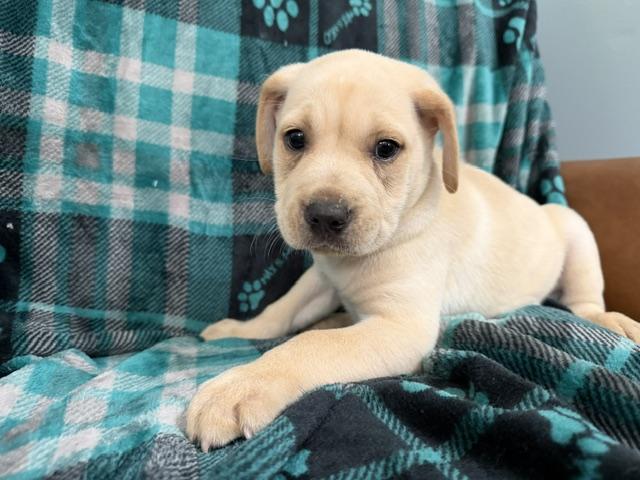 Enlarge Reed Racer, an adoption pending mixed breed in Woburn, MA image 4/6