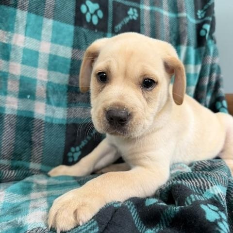 Enlarge Reed Racer, an adoption pending mixed breed in Woburn, MA image 1/6