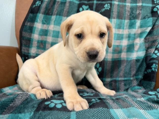 Enlarge Reed Racer, an adoption pending mixed breed in Woburn, MA image 6/6