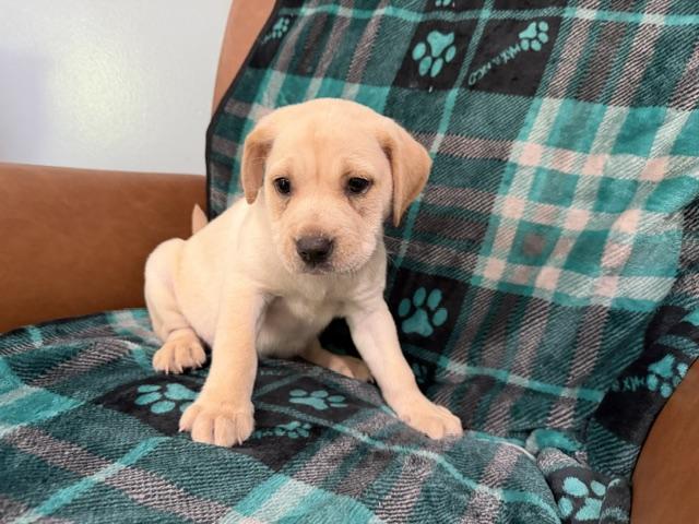 Enlarge Reed Racer, an adoption pending mixed breed in Woburn, MA image 3/6
