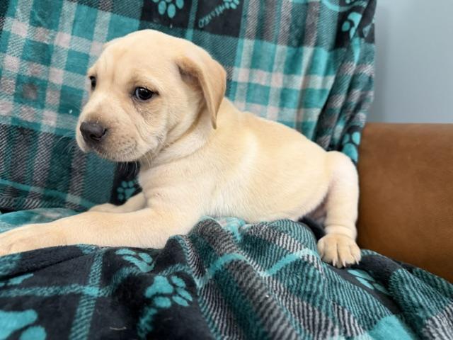 Enlarge Reed Racer, an adoption pending mixed breed in Woburn, MA image 2/6