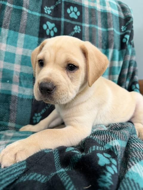 Enlarge Reed Racer, an adoption pending mixed breed in Woburn, MA image 5/6