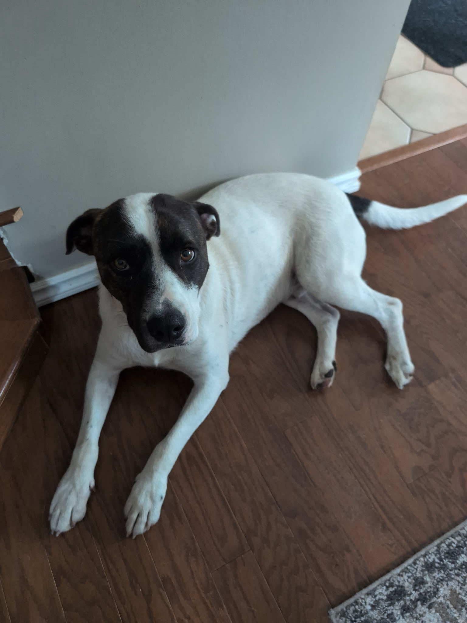 Demi, an adoptable English Pointer, Staffordshire Bull Terrier in Edmonton, AB, T5Y 3N6 | Photo Image 3
